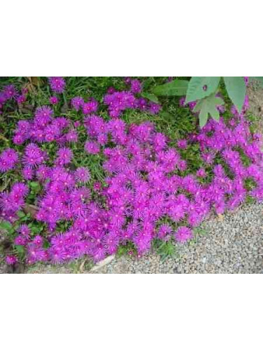 Delosperma cooperi