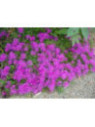 Delosperma cooperi