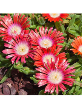 Delosperma Red Mountain