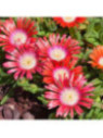 Delosperma Red Mountain