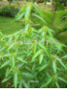 Desmodium gyrans / La plante qui danse (codariocalyx motorius)