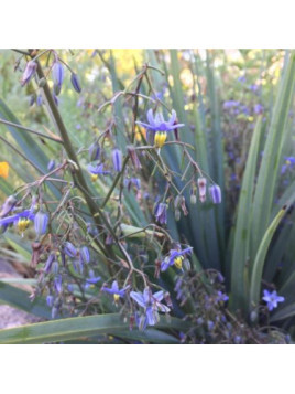 Dianella caerulea 'Cassa blue' / Dianella nain