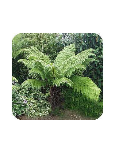 Dicksonia antartica / Fougère arborescente
