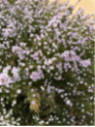 Diosma hirsuta 'Pink fountain'