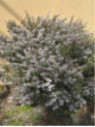 Diosma hirsuta 'Pink fountain'