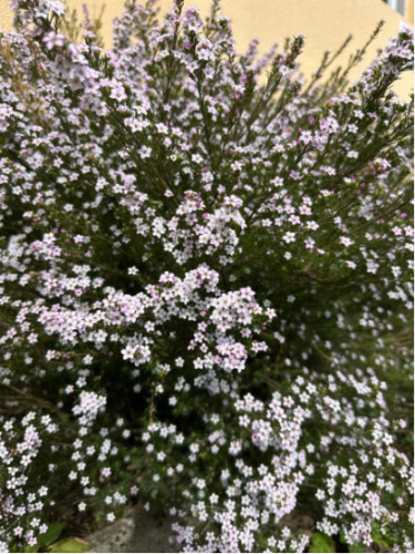 Diosma hirsuta 'Pink fountain'