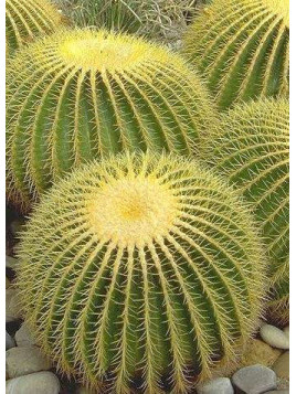 Echinocactus Grusonii