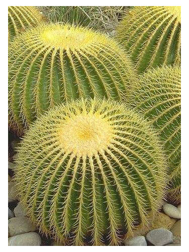 Echinocactus Grusonii