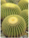 Echinocactus Grusonii