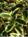 Eleagnus x ebbengei 'Gilt Edge' / Chalef