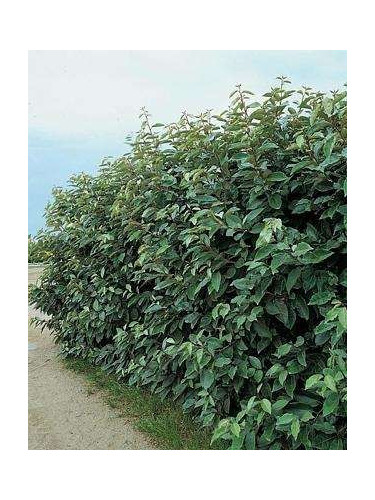 Elaeagnus x ebbingei / Chalef de Ebbing