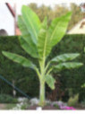 Ensete glaucum* / Bananier