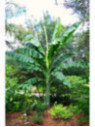 Ensete glaucum* / Bananier