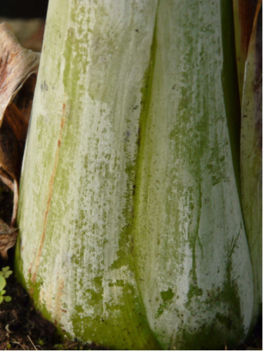 Ensete glaucum* / Bananier