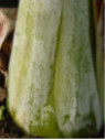 Ensete glaucum* / Bananier
