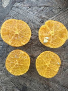 Eremocitrus sinensis / eremorange