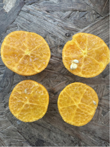 Eremocitrus sinensis / eremorange