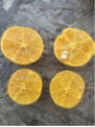 Eremocitrus sinensis / eremorange
