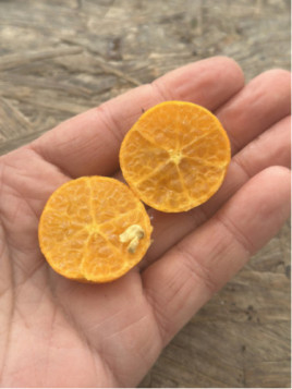 Eremocitrus sinensis / eremorange