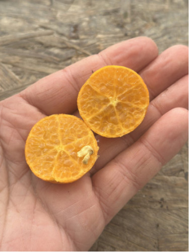 Eremocitrus sinensis / eremorange