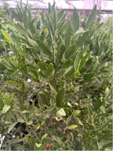 Eremocitrus sinensis / eremorange