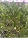 Eremocitrus sinensis / eremorange