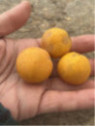 Eremocitrus sinensis / eremorange