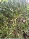 Eremocitrus sinensis / eremorange