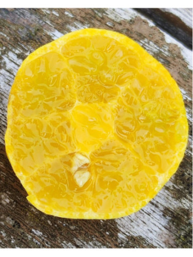 Eremocitrus sinensis / eremorange