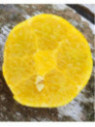 Eremocitrus sinensis / eremorange
