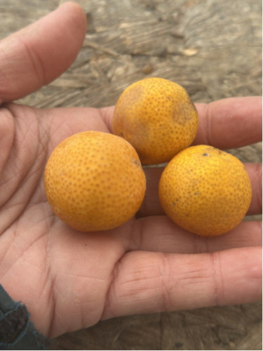 Eremocitrus sinensis / eremorange
