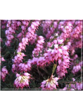 Erica darleyensis 'J.W. Porter' / Bruyere d'hiver (rose foncé)