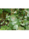 Eucalyptus gunnii / Gommier cidre