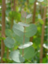 Eucalyptus gunnii / Gommier cidre
