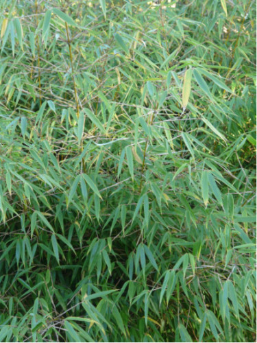 Fargesia 'Rufa' / Bambou non traçant