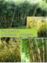 Fargesia Robusta Pingwhu
