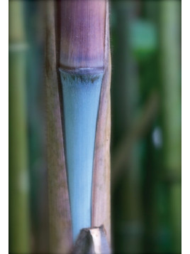 Fargesia papyrifera