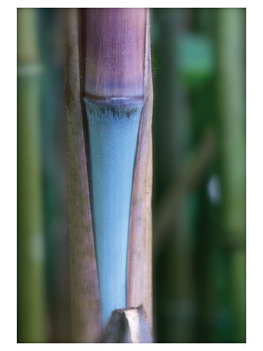Fargesia papyrifera