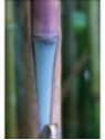 Fargesia papyrifera