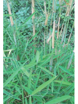 Fargesia papyrifera