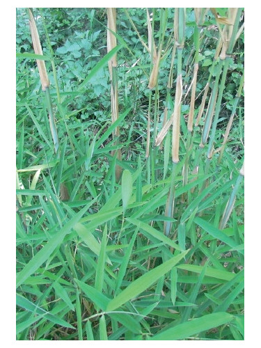 Fargesia papyrifera