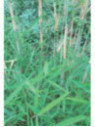 Fargesia papyrifera