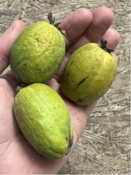 Feijoa sellowiana 'Monteparaiso' selection N°2 / Acca / Goyavier