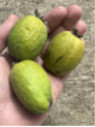 Feijoa sellowiana 'Monteparaiso' selection N°2 / Acca / Goyavier