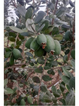 Feijoa sellowiana 'Monteparaiso' selection N°4 / Acca / Goyavier
