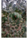 Feijoa sellowiana 'Monteparaiso' selection N°4 / Acca / Goyavier