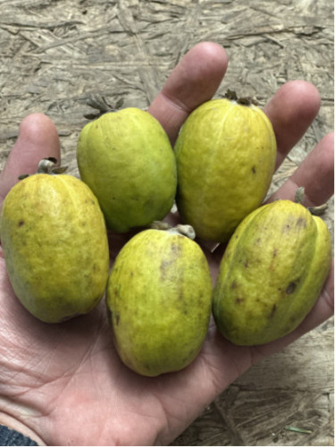 Feijoa sellowiana 'Monteparaiso' selection N°1 / Acca / Goyavier