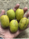 Feijoa sellowiana 'Monteparaiso' selection N°1 / Acca / Goyavier