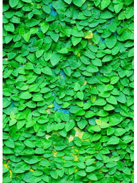 Ficus pumila