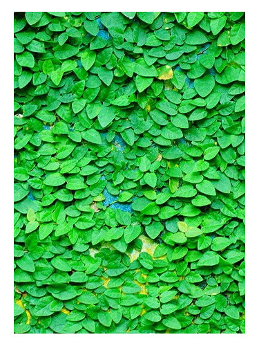 Ficus pumila